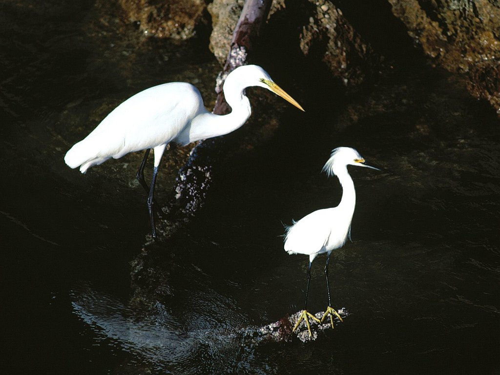 Great and Snowy Egrets, Captiva Island, Florida